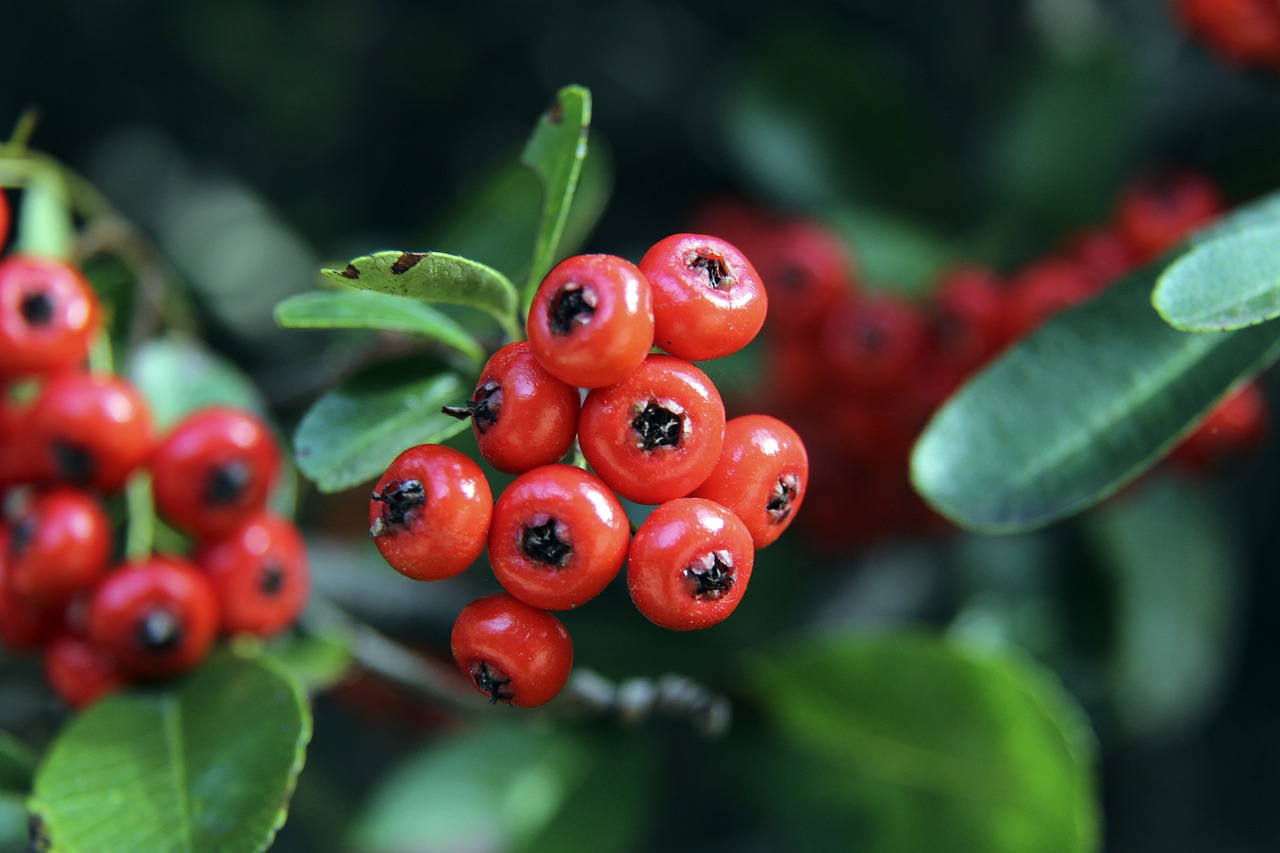 里奥阿维的 里奥阿维的